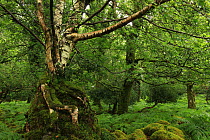 Birch tree (Betula pendula) growing on old stump, temperate forest, Tomies Wood, Killarney National Park, County Kerry, Republic of Ireland, Europe