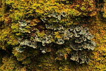 Pored lungwort (Lobaria scrobiculata) growing amongst moss on Oak tree (Quercus petraea) temperate forest, Tomies Wood, Killarney National Park, County Kerry, Republic of Ireland, Europe