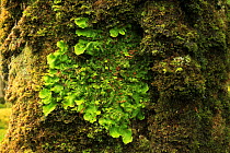 Lungwort (Lobaria virens) on Oak tree (Quercus petraea) temperate forest, Tomies Wood, Killarney National Park, County Kerry, Republic of Ireland, Europe