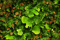 Lungwort (Lobaria virens) with apothecia visible, on an Oak tree (Quercus petraea), temperate forest, Tomies Wood, Killarney National Park, County Kerry, Republic of Ireland, Europe