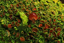 Toadstool growing amongst apothecia of Lungwort (Lobaria virens), on Oak tree (Quercus petraea) temperate orest, Tomies Wood, Killarney National Park, County Kerry, Republic of Ireland, Europe