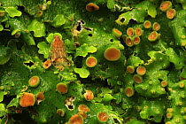 Insect amongst apothecia of Lungwort (Lobaria virens), on Oak tree (Quercus petraea) temperate forest, Tomies Wood, Killarney National Park, County Kerry, Republic of Ireland, Europe