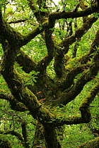 Moss-covered trunk and branches of Oak tree (Quercus petraea) temperate forest, Tomies Wood, Killarney National Park, County Kerry, Republic of Ireland, Europe