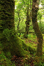 Heart-shaped patch of lungwort (Lobaria virens) on the moss-covered trunk of Oak tree (Quercus petraea) and Holly trees (Ilex aquifolium) temperate forest, Tomies Wood, Killarney National Park, County...