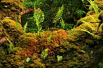 Polypody ferns (Polypodium vulgare) and Moss on the trunk of Oak tree (Quercus petraea) Tomies Wood, Killarney National Park, County Kerry, Republic of Ireland, Europe