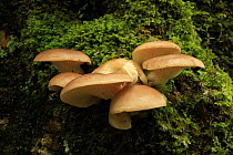 Cluster of Oyster fungi (Pleurotus ostreatus) Tomies Wood, Killarney National Park, County Kerry, Republic of Ireland, Europe