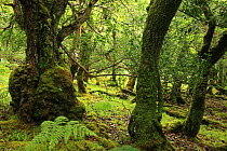 Burled base of a Silver birch tree (Betula verrucosa) with Oak (Quercus petraea) and Holly (Ilex aquifolium) Tomies Wood, Killarney National Park, County Kerry, Republic of Ireland, Europe