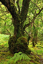 Burled base of a Silver birch tree (Betula verrucosa) Tomies Wood, Killarney National Park, County Kerry, Republic of Ireland, Europe