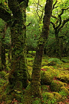 Moss-covered Oak trees (Quercus petraea) and boulders, Tomies Wood, Killarney National Park, County Kerry, Republic of Ireland, Europe