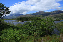 View westward across Upper Lake to Oakwood  Killarney National Park, County Kerry, Republic of Ireland, Europe July 2009