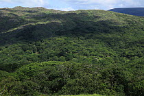 Aerial view of the Oak woodland canopy, on the slopes of Cromaglan mountain, Killarney National Park, County Kerry, Republic of Ireland July 2009