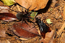 Wasp with Paralysed Spider, Andasibe-Mantadia National Park, Madagascar