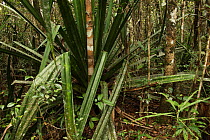 Symphonia tree (Symphonia tanalensis) amidst Pandanus (Pandanus vandanus) Andasibe-Mantadia National Park, Madagascar January 2009