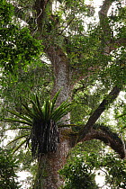 Tree in rainforest at 800m with birds nest fern (Asplenium nidus), Andasibe-Mantadia National Park, Madagascar January 2009