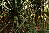 Pandanus / Screwpine trees (Pandanus vandanus) in montane forest at 850m, Andasibe-Mantadia National Park, Madagascar January 2009