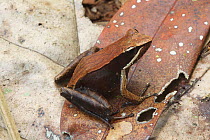 Ground dwelling Tree frog (Mantidactylus sp.) Andasibe-Mantadia National Park, Madagascar