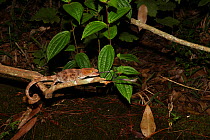 Female Short horned chameleon (Calumma brevicornis) retracting tongue with grasshopper prey, Andasibe-Mantadia National Park, Madagascar  (Sequence 3/4)