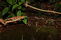 Female Short horned chameleon (Calumma brevicornis) launching  tongue to catch grasshopper prey, Andasibe-Mantadia National Park, Madagascar (Sequence 2/4)