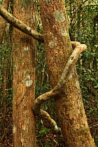 Lianas on palisander trees (Dalbergia louvelii) Andasibe-Mantadia National Park, Madagascar - Currently 'Endangered species' IUCN Red list January 2009