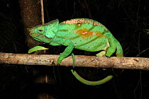 Male Parson's chameleon (Calumma parsonii) Andasibe-Mantadia National Park, Madagascar January 2009