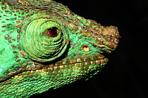 Head portrait of a male Parson's Chameleon (Calumma parsonii) Andasibe-Mantadia National Park, Madagascar