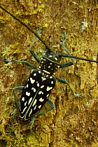 Longhorn beetle on tree trunk (Symphonia tanalensis) Andasibe Mantadia National Park, Madagascar