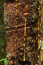 Sap running down the trunk of a tree (Symphonia tanalensis) in montane rainforest at 930 metres, (when the female Longhorn beetle oviposits her eggs within the trunk, it causes the sap to weep) Andasi...