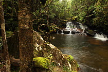 Cascading waterfall and pool in montane rainforest at 800 metres, Andasibe Mantadia National Park, Madagascar