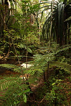Tree fern (Cyathea sp.) and Pandanus (Pandanus connatus) beside a stream in montane rainforest at 800 metres, Andasibe Mantadia National Park, Madagascar January 2009