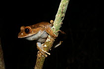 Ground dwelling frog (Mantidactylus sp.) on tree branch, in montane rainforest at 930 metres, Andasibe Mantadia National Park, Madagascar