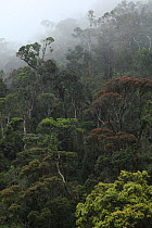Montane rainforest canopy and clouds at 1,200 metres, Ranomafana National Park, Madagascar January 2009