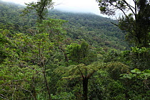 Montane rainforest canopy with tree ferns at 1,100 metres, Ranomafana National Park, Madagascar January 2009