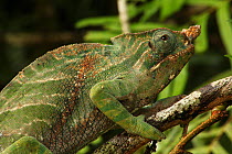 Male Chameleon (Furcifer balteatus)  in profile, Ranomafana National Park, Madagascar
