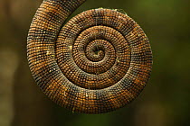 Coiled tail of the female Chameleon (Furcifer balteatus) Ranomafana National Park, Madagascar