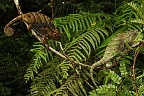 Pair of Madagascan Chameleons (Furcifer balteatus) female left, male right, Ranomafana National Park, Madagascar