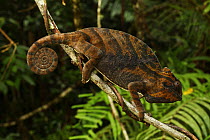 Female Chameleon (Furcifer balteatus) walking along branch, with tail coiled, Ranomafana National Park, Madagascar