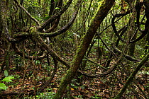 View of the forest floor with twisted vines,  Ranomafana National Park, Madagascar