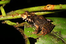 Tree frog (Gephyromantis blanci) sitting on leaf, Ranomafana National Park, Madagascar