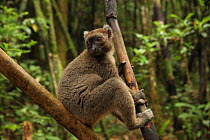 Greater Bamboo lemur (Prolemur simus) , Ranomafana National Park, Madagascar. Critically endangered species.