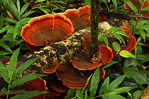 Bracket Fungi on fallen tree trunk, Ranomafana National Park, Madagascar