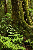 Buttressed tree (Ficus tilifolia) in rainforest at 950 meters, Ranomafana National Park, Madagascar