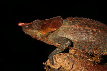 Male chameleon (Calumma crypticum) Ranomafana National Park, Madagascar