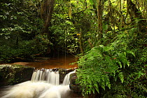 Cascades on stream in rainforest at 950 metres, Ranomafana National Park, Madagascar