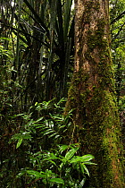 Pandanus (Pandanus sp.) in rainforest at 950 metres, Ranomafana National Park, Madagascar
