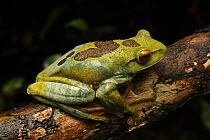 Profile portrati of Female Giant tree frog (Boophis albilabris) sitting on tree branch, Ranomafana National Park, Madagascar
