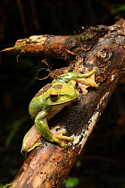 Portrait of Female Giant tree frog (Boophis albilabris) Ranomafana National Park, Madagascar