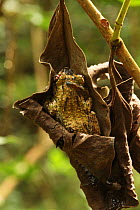 Tree frog (Boophis guibei) resting in dead leaf in rainforest at 1,200 metres, Ranomafana National Park, Madagascar
