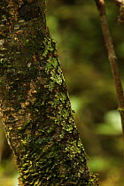 Camouflaged caterpillar on a tree trunk in rainforest at 1,200 metres, Ranomafana National Park, Madagascar