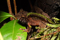 Tree frog (Gephyromantis spinifer) in rainforest at 1,200 metres, Ranomafana National Park, Madagascar