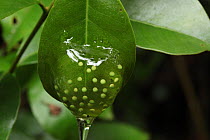 Frog's eggs on a leaf in rainforest at 1,200 metres, Ranomafana National Park, Madagascar